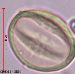 ISEM 1/Holboellia_coriacea_29363/Holboellia_coriacea_29363_0001(copy)_thumb.jpg